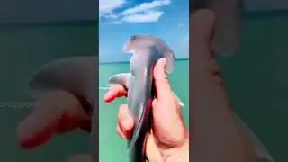 THIS IS A BABY HAMMER SHARK 🦈