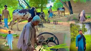 Organic Village Farming | Bull - Driven Fodder Cutting Machine #DesiVirsaPunjab 