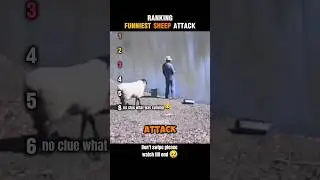 Ranking funniest sheep attack 💀 #ranking
