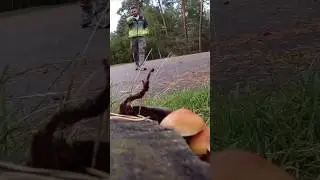 Какие то грибы в Чехии, похоже на опята