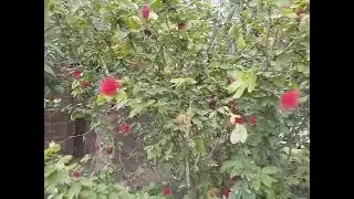 Calliandra Bush on Flowering - Calliandra tergemina var. emarginata - Red Powder Puff - 2021