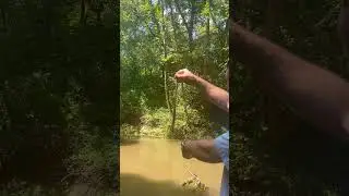 Small Water Snake 🐍