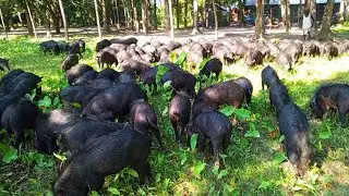 Wild black pig animals in village.Pigs care & grazing. big pigs eating new video.