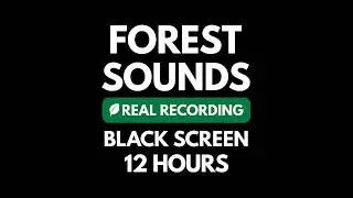 Forest Sounds at Night: Relaxing Nature Sounds & Crickets for Sleeping - Black Screen (12 Hours)