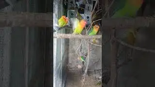 love Birds apartments fully occupied