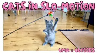 Cats in Slow Motion (Jump & Play) - British Shorthair Kittens