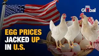 New Trend of Chicken Rentals Emerge in the US Amidst High Inflation in Egg Prices