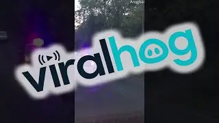 Elephants Teasing Each Other While Walking Down Road || ViralHog