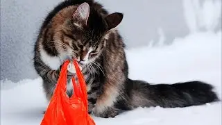 TOP 10 Funny Cat Licking 🔴 Funny cat video Compilation 2016