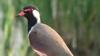 A Safty Bird - Aalkattikuruvi( An Inspiring information )#sbo #parttimejob #workfromhome #birds