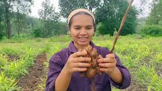 Ginger farming for the first time (taking the ginger for the ginger plant)