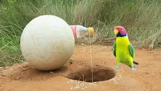 Creative Technique Easy Underground Bird Parrot Trap Make From Ball And Bottle