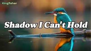 Shadow I Can't Hold |🎵 Emotional English Pop Ballad