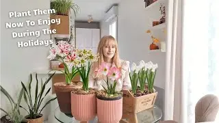 How To Plant Amaryllis And Force Paperwhites Indoors