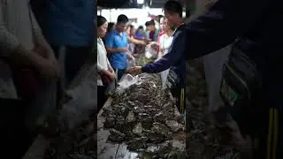 Big Dark Frogs Sold at Busy Market | Real Marketplace Scene