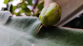 Como fazer Pitaya produzir Muito FÁCIL!!!
