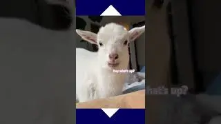 Hey what's up from white fluffy eating sheep #funny #meme #sheep #animal #shorts