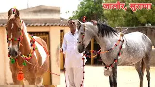 खूबसूरती मे लग जाते है चार चाँद जब जालौर वाले निकालते हैं अपने घोड़ों को बाहर