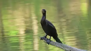 Neotropic Cormorant - Burnet Woods, Hamilton County, Ohio, USA - Apr 26, 2025