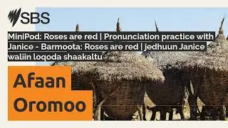MiniPod: Roses are red | Pronunciation practice with Janice - Barmoota: Roses are red | jedhuun...