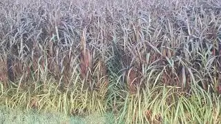 7976412427         8947993617 penisetum  vertigo BH18 NAGAUR DIST.....SEED AVAILABLE(RED NAPIER)