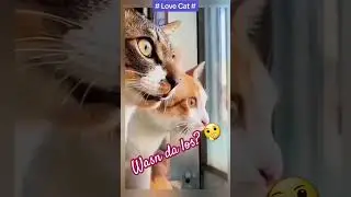 #cat #dog #fun #humor #lustig #neugierig #spaßmusssein #streit #schönentag