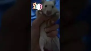 Muffin talking