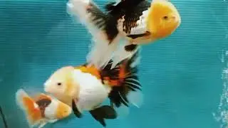 Мои орандочки