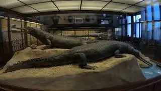 Museo di storia naturale a Vienna
