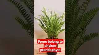 #ferns#neet #pteridophytes#biology#class11