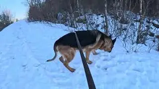 German shepherd on walk. Eros på tur.03.02.2026. welcome to winter land. -5 degrees