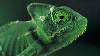 best new creative animal in the world behind the eyes