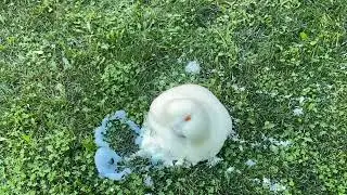 Exploding, elephant, toothpaste! ￼