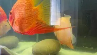 super red and gold severum spawn