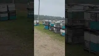 moving bees. #commercialbeekeeping  #adventuresofbeekeeping