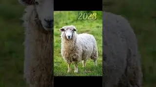 2023 sheep and 5000bce sheep || Past animals ||#shorts #Trend #trend #new #evolution #animal #today