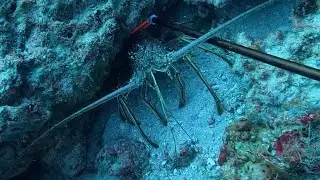 Commercial fishing East coast of Florida