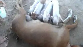 perra amamantando a chanchitos!!