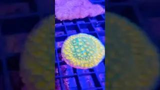 MORE new FISH and CORAL + LFS TOUR #newcoral #newfish #localfishstore