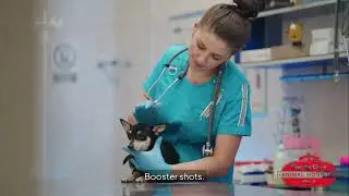 Puppy Vaccinations in Plano, TX | Country Creek Animal Hospital