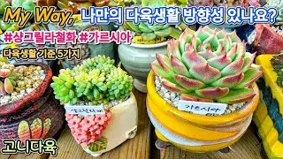 다육생활 기준이 생기면 흔들리지 않습니다  🪴 | #샹그릴라철화 #가르시아 | 다육생활 기준 5가지 | #다육이분갈이 #다육생활 #다육식물 #다육이 #succulent #ai노래 