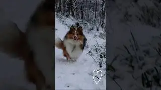 Snowy day❄ @Laddie-TheDog