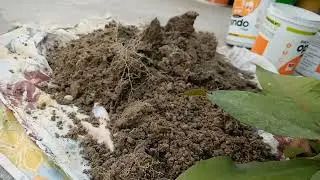 How to grow some unique flowering plants by just simple cuttings