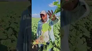Canavar otu ilacı 