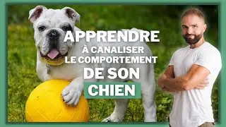 Apprendre &agrave; canaliser le comportement de son chien pour bien le dresser !