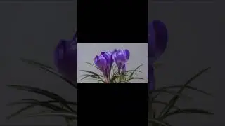 Crocus Blossoms|Time Lapse|Blooming
