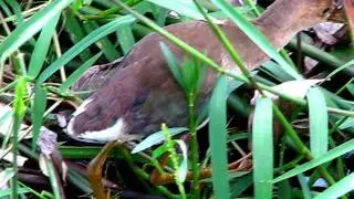 Common Moorhen Juvenile Bird Walking In Green Cay Wetlands - Boynton Beach, Florida