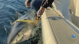 Ocearch founder talks shark safety tips to start the summer