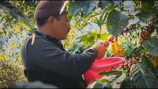 Coffee Farm Visit & Harvestering a Coffee Cherry