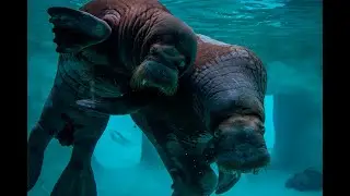 New Walruses Make Public Debut